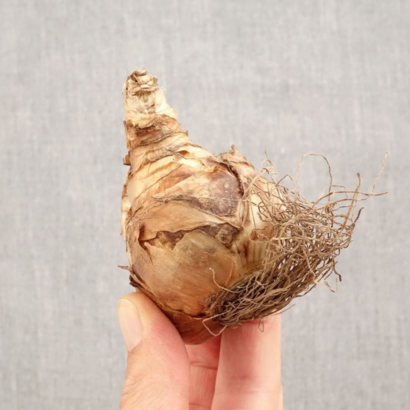 Spécimen de Narcisse Spellbinder Bulbe calibre 14+ tel que livré en automne