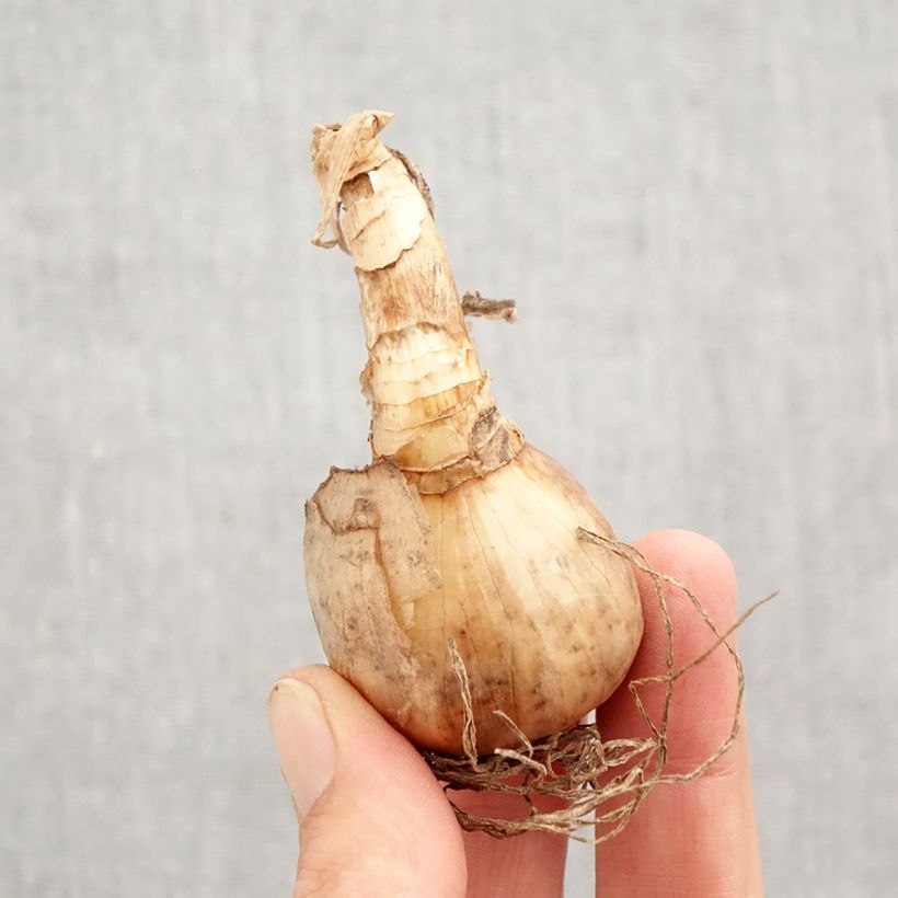 Spécimen de Narcisse Tahiti Bulbe calibre 12+ tel que livré en automne