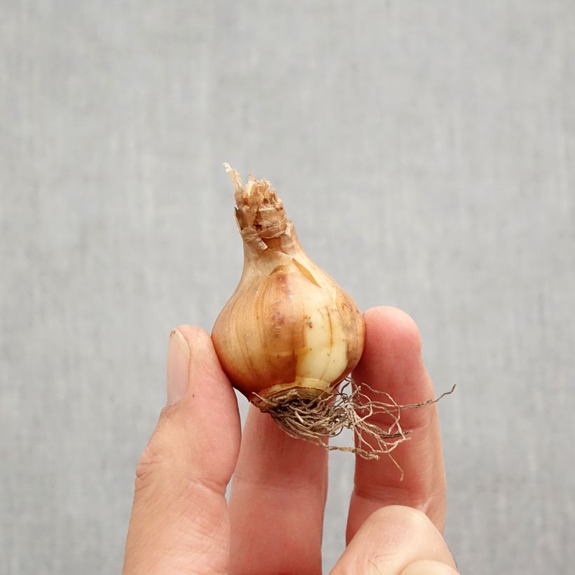 Spécimen de Narcisse tazetta Canaliculatus Bulbe calibre 10+ tel que livré en automne