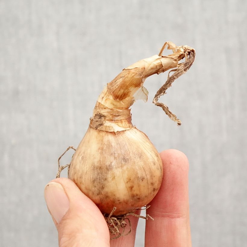 Spécimen de Narcisse tazette Geranium Bulbe calibre 12+ tel que livré en automne