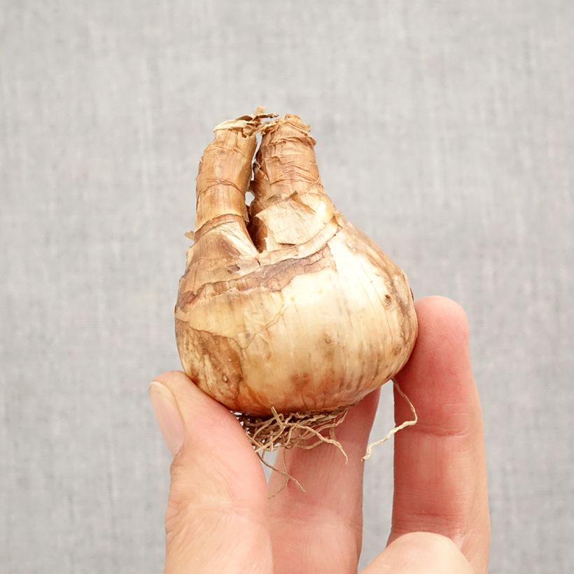 Spécimen de Narcisse Trena Bulbe calibre 12+ tel que livré en automne