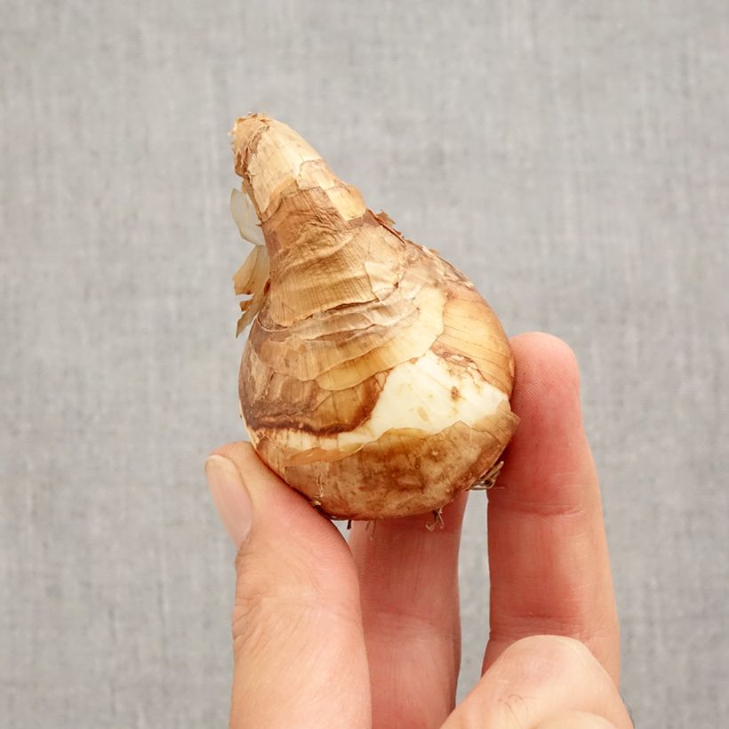 Spécimen de Narcisse Trepolo Bulbe calibre 12+ tel que livré en automne