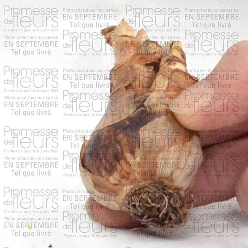 Exemple de spécimen de Narcisse Wave Bulbe calibre 12+ tel que livré