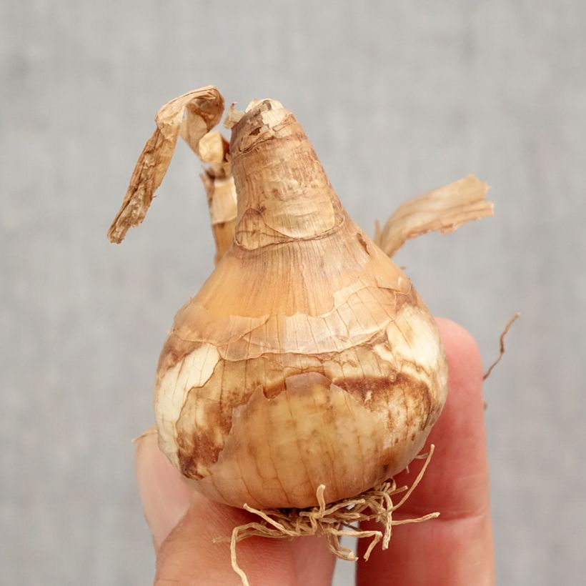 Spécimen de Narcisse White Lion Bulbe calibre 14/16 tel que livré en automne