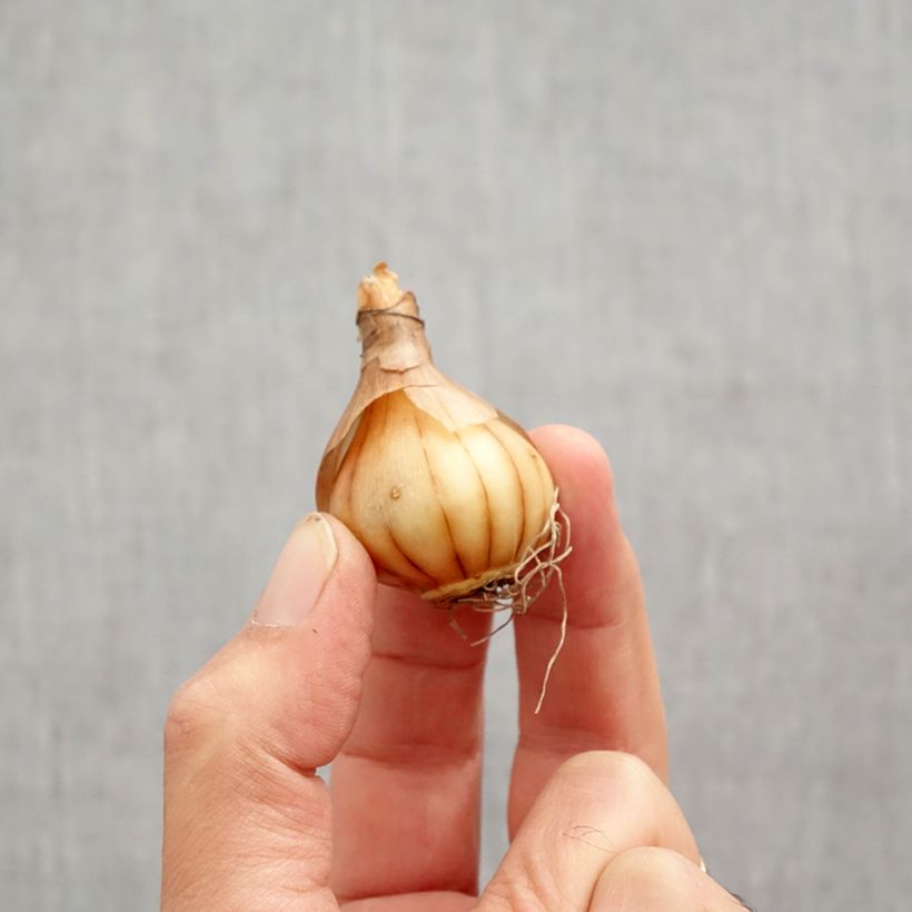 Spécimen de Narcisse WP Milner Bulbe calibre 10+ tel que livré en automne