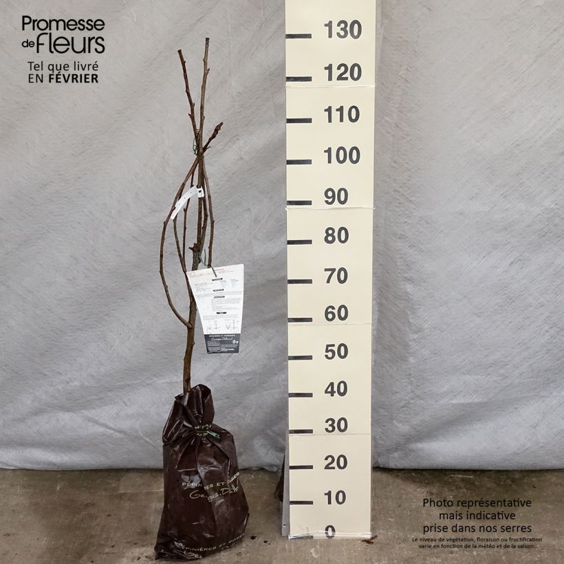 Spécimen de Nashi Hosui Abondance - Georges Delbard Motte "Prêt-à-planter", Gobelet tel que livré en hiver