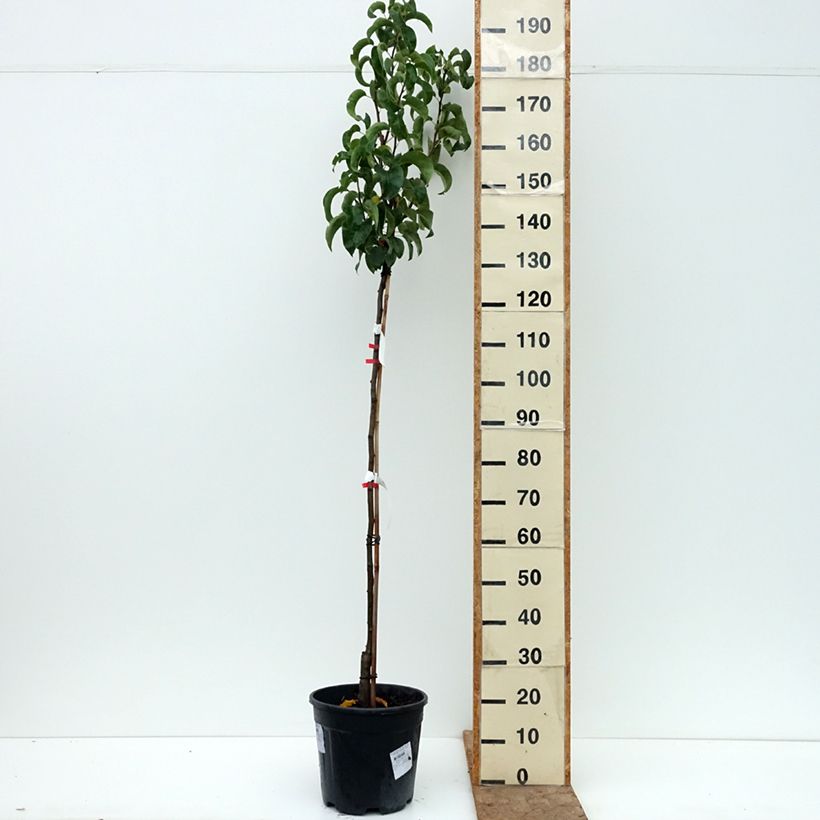 Spécimen de Nashi Nijisseiki - Pomme-poire Pot de 7,5L/10L, Gobelet, Gobelet 2 ans tel que livré en automne