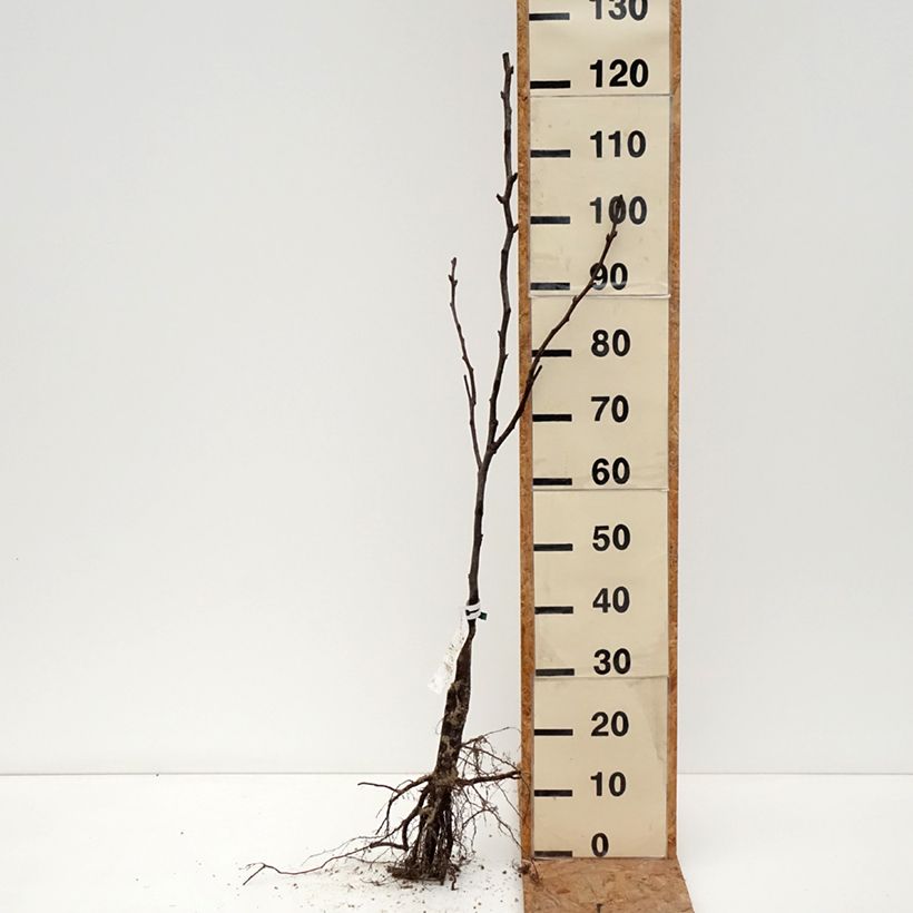 Spécimen de Nashi Shinseiki Bio Racines nues, Scion tel que livré en hiver