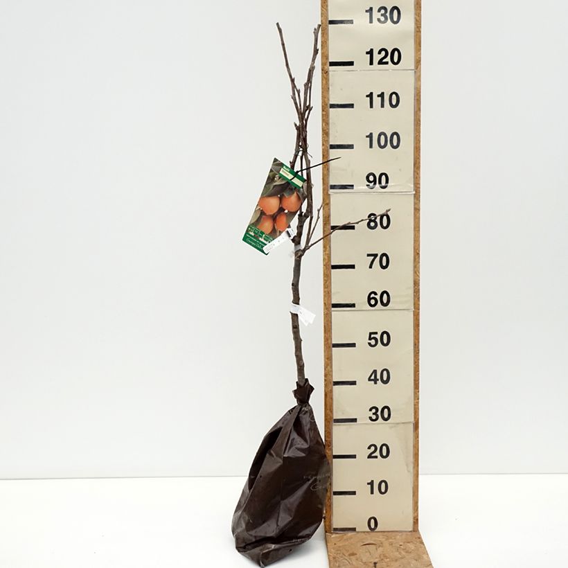 Spécimen de Nashi Shinsui - Georges Delbard Motte "Prêt-à-planter", Gobelet tel que livré en automne