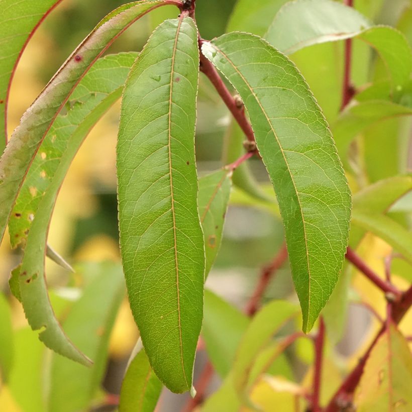 Nectarinier à fruits plats Flateryna - Prunus persica nucipersica (Feuillage)