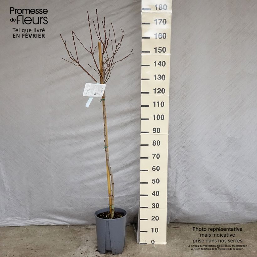 Spécimen de Nectarinier Fantasia Pot de 7,5L/10L, Demi-Tige tel que livré en hiver