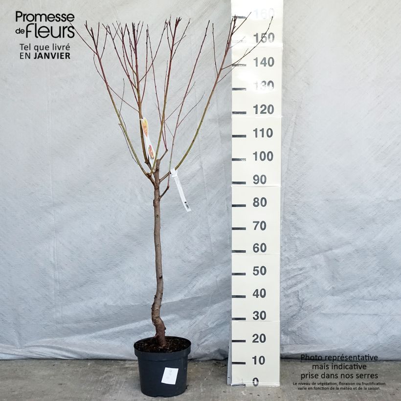 Spécimen de Nectarinier Flavor Top - Prunus persica nucipersica  Pot de 7,5L/10L, Gobelet tel que livré en hiver