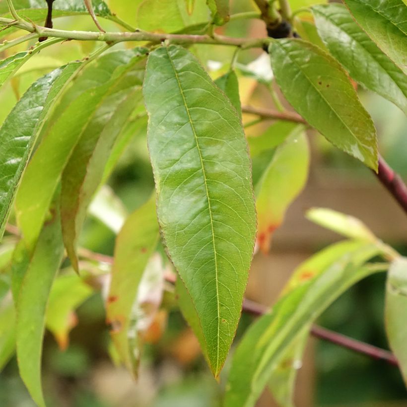 Nectarinier Flavor Top - Prunus persica nucipersica (Feuillage)