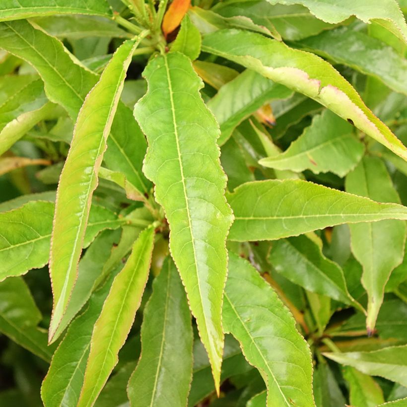 Nectarinier nain Garden Beauty (Feuillage)