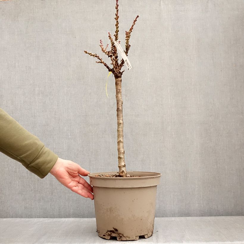 Spécimen de Nectarinier nain Nectarella - Georges Delbard Pot de 7,5L/10L, 1/4 de tige, Tronc de 30/40cm tel que livré en hiver