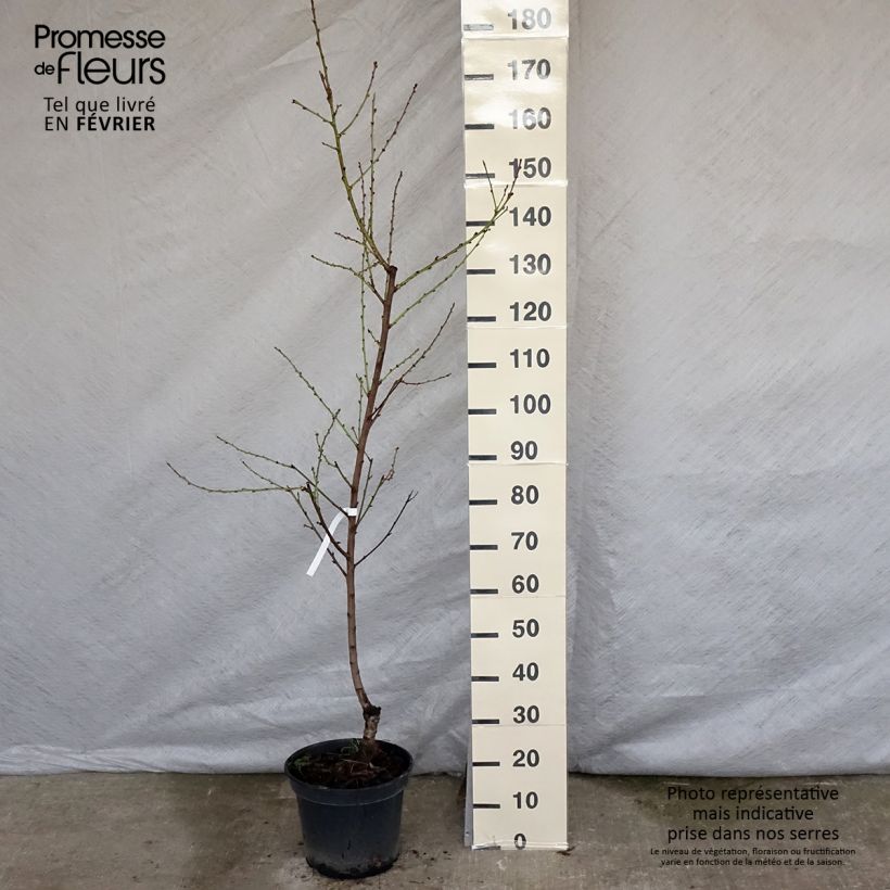 Spécimen de Nectarinier - Prunus persica nucipersica Nectarose Pot de 7,5L/10L, Gobelet tel que livré en hiver