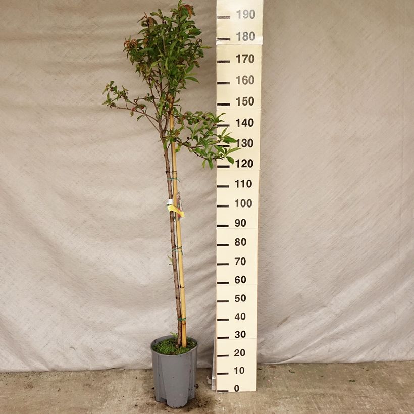 Spécimen de Nectarinier - Prunus persica nucipersica Plat Pot de 7,5L/10L, Demi-Tige tel que livré au printemps