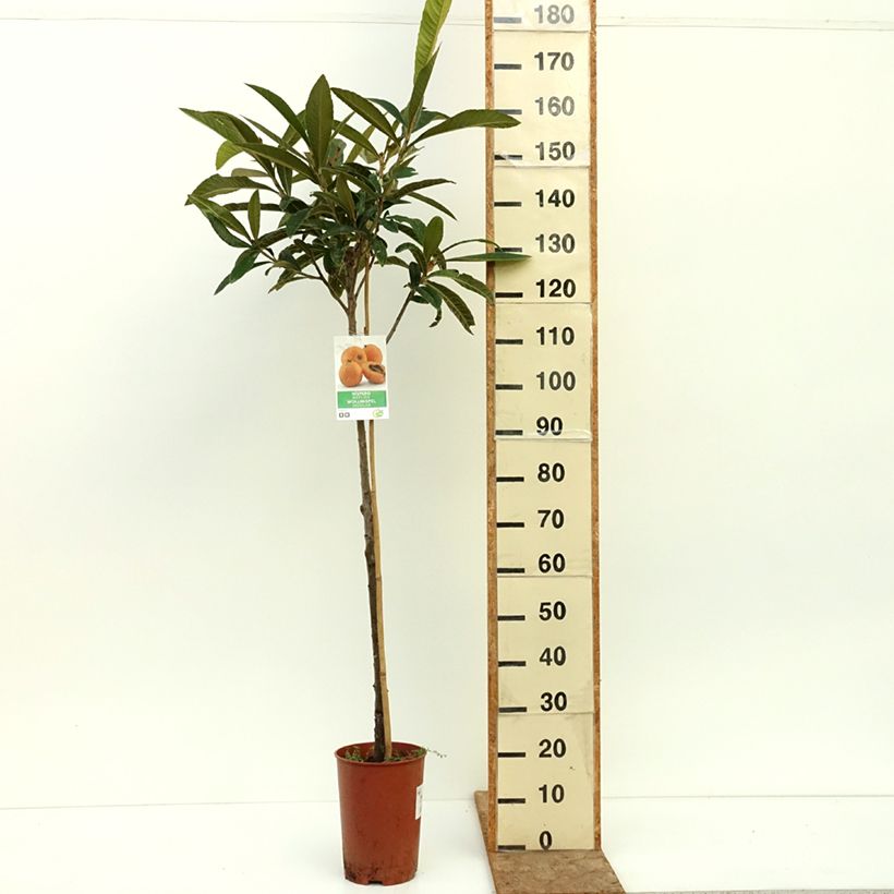 Spécimen de Néflier du Japon Argelino - Eriobotrya japonica Pot de 7,5L/10L tel que livré en été
