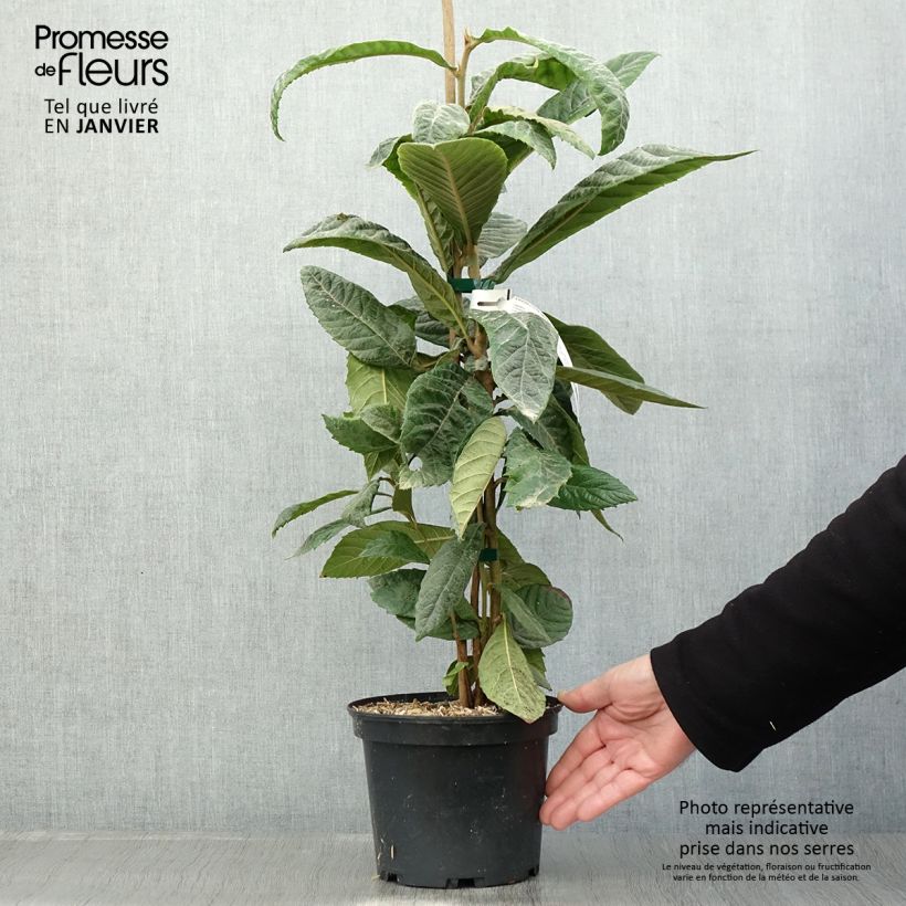 Spécimen de Néflier du Japon - Eriobotrya japonica Pot de 3L/4L tel que livré en hiver