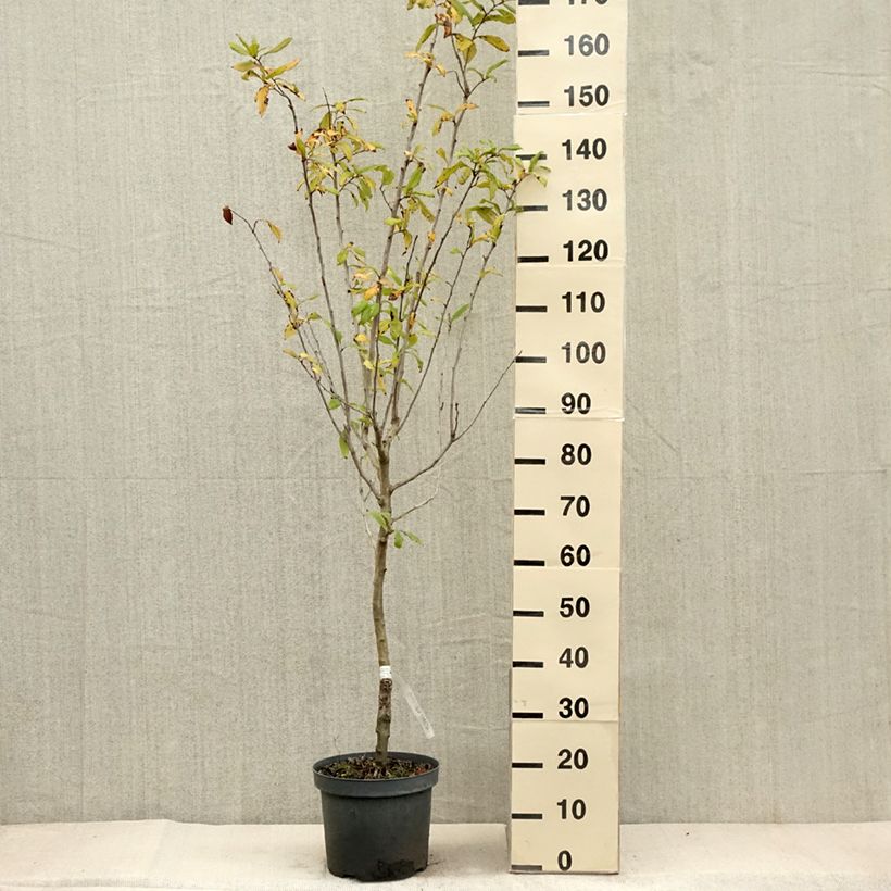 Spécimen de Néflier - Mespilus germanica Pot de 4L/5L tel que livré en automne