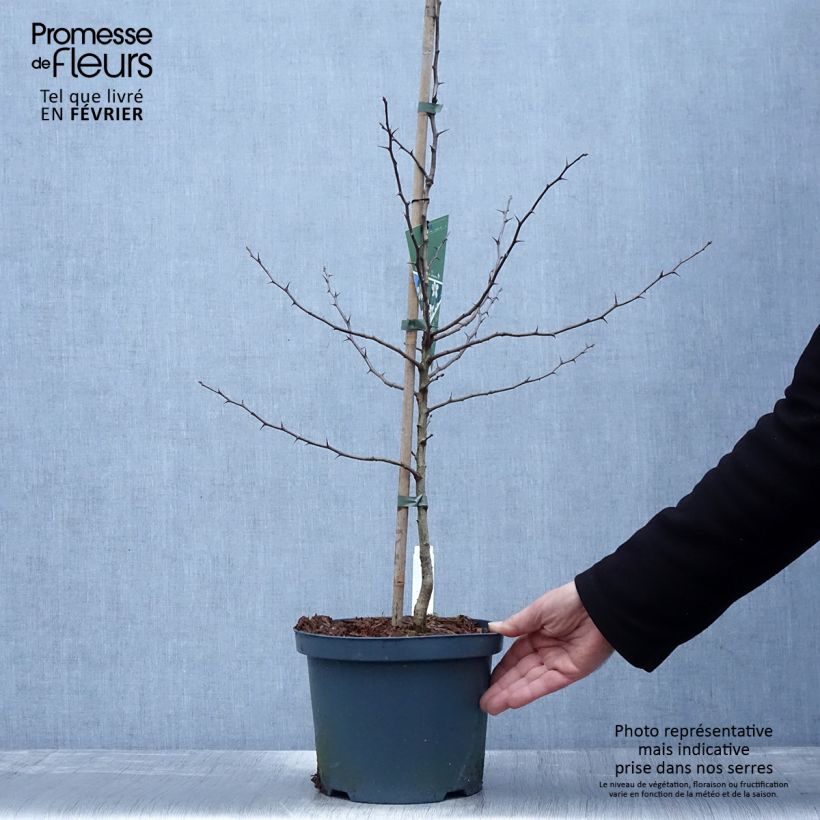 Spécimen de Néflier Westerveld - Mespilus Germanica Pot de 4L/5L tel que livré en hiver