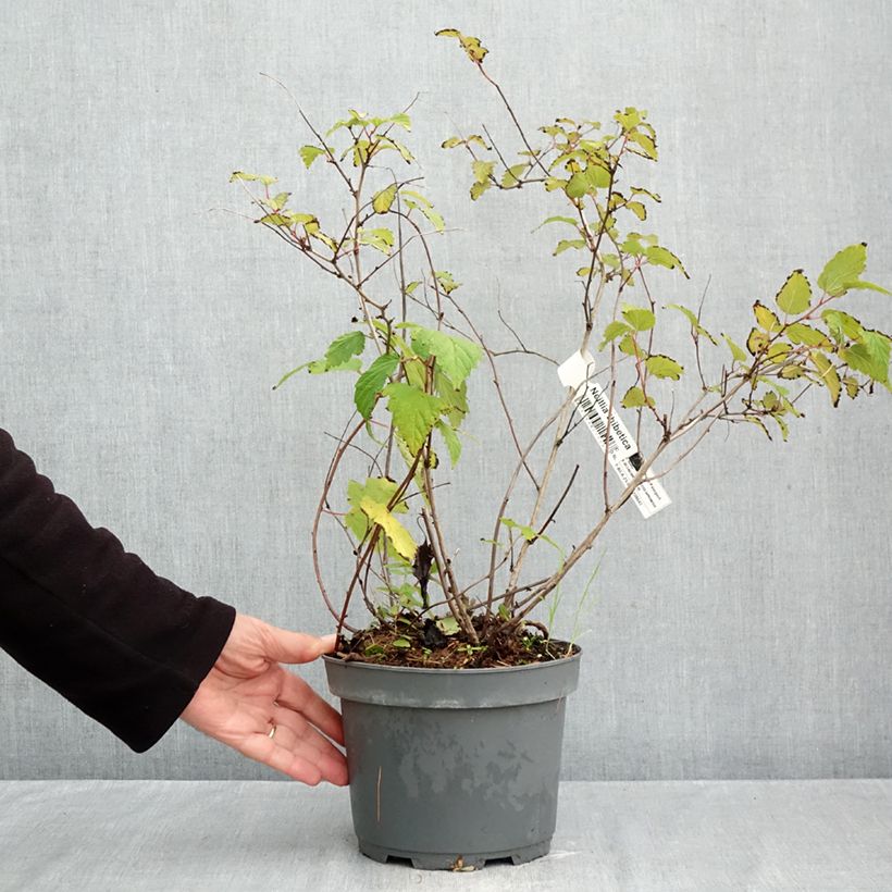 Spécimen de Neillia thibetica - Fausse-spirée du Tibet Pot de 3L/4L tel que livré en automne