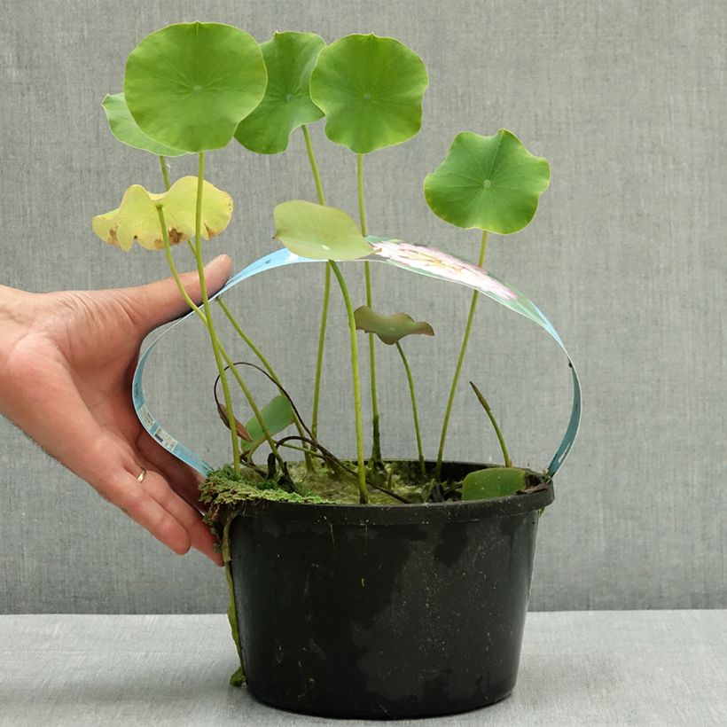 Spécimen de Nelumbo nucifera rose - Lotus des Indes rose - pot de 3L/4L tel que livré en été