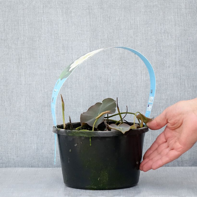 Spécimen de Nelumbo nucifera White - Lotus des Indes blanc Pot de 3L/4L tel que livré au printemps