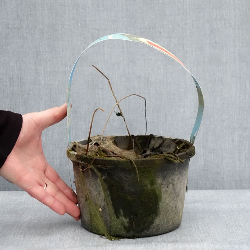 Spécimen de Nelumbo nucifera White - Lotus des Indes blanc Pot de 3L/4L tel que livré en hiver