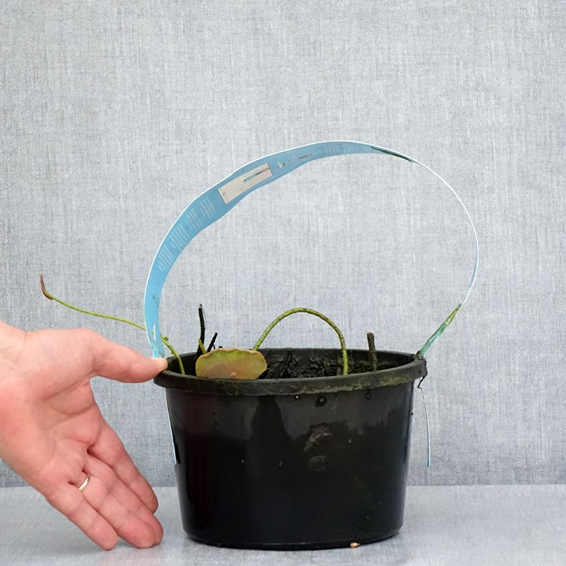 Spécimen de Nelumbo Pygmaea Cream - Lotus nain blanc crème Pot de 3L/4L tel que livré au printemps