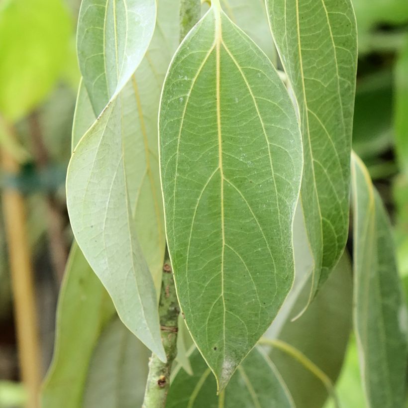 Neolitsea sericea (Feuillage)