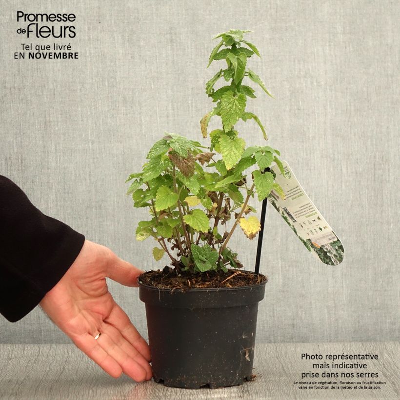 Spécimen de Nepeta cataria Citriodora - Chataire citron. Pot de 1,5L/2L tel que livré en automne