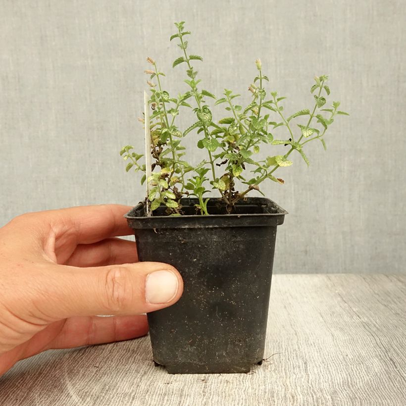 Spécimen de Nepeta faassenii Cat's Pajamas Godet de 8/9 cm tel que livré en été