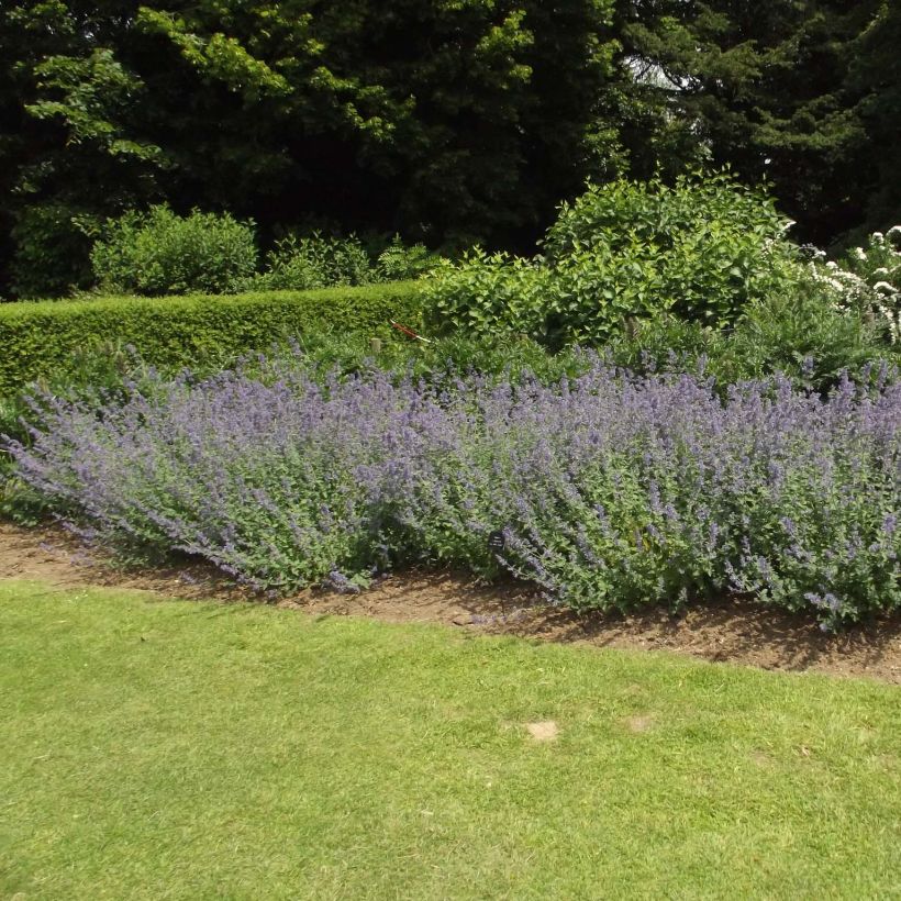 Nepeta faassenii Six Hill s Giant (Port)