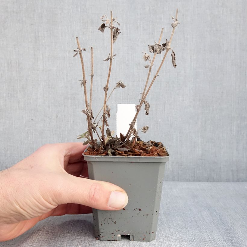 Spécimen de Nepeta faassenii Six Hill s Giant Godet de 8/9 cm tel que livré en hiver