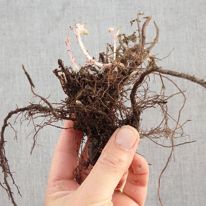 Spécimen de Nepeta faassenii Six Hill s Giant Racines nues tel que livré en hiver