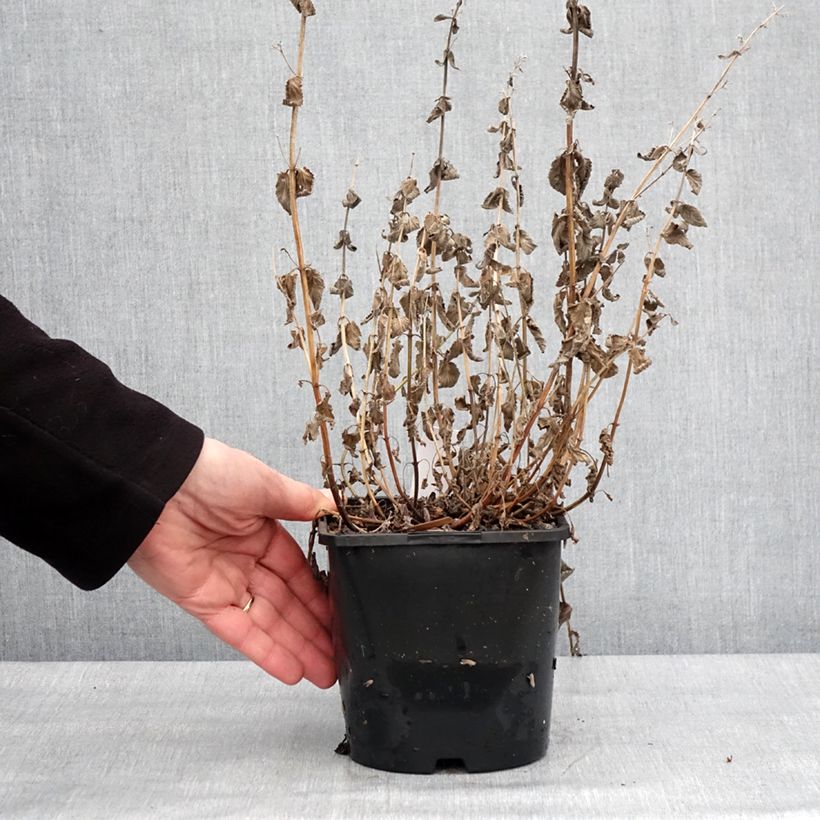 Nepeta grandiflora Summer Magic Vaso da 2L/3L esemplare consegnato in inverno