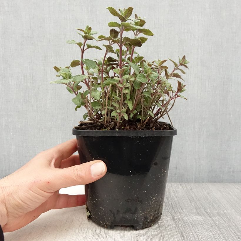 Spécimen de Nepeta grandiflora Summer Magic Pot de 2L/3L tel que livré au printemps