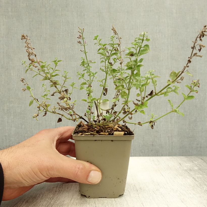 Spécimen de Nepeta Kit Cat - Chataire Godet de 8/9 cm tel que livré en automne