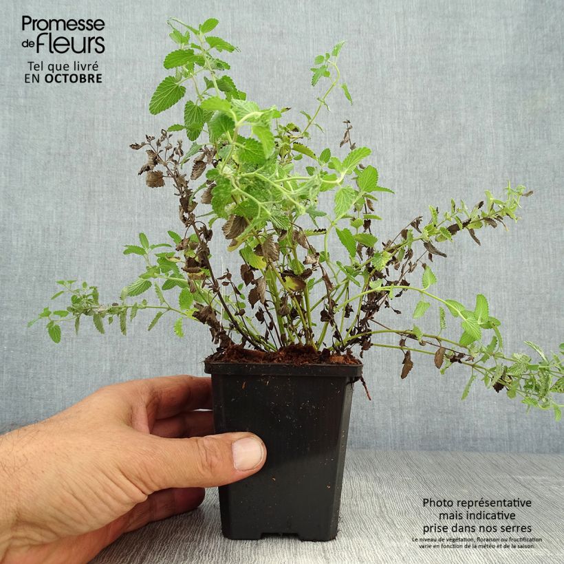 Spécimen de Nepeta mussinii (racemosa) - Chataire Godet de 8/9 cm tel que livré en automne