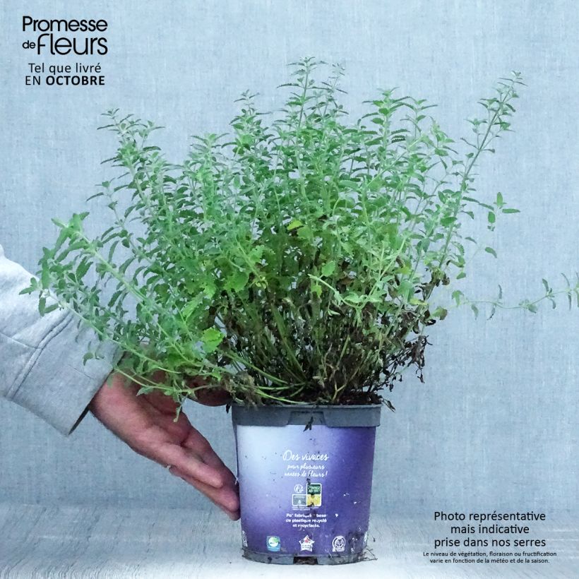 Spécimen de Nepeta mussinii (racemosa) - Chataire Pot de 2L/3L tel que livré en automne