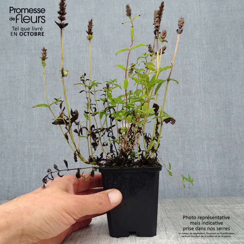 Spécimen de Nepeta nervosa - Chataire nervurée Godet de 8/9 cm tel que livré en automne
