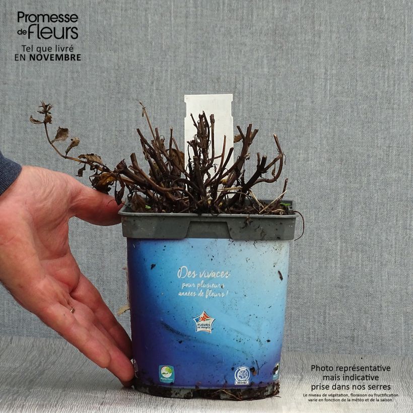Spécimen de Nepeta nervosa - Chataire nervurée Pot de 2L/3L tel que livré en automne