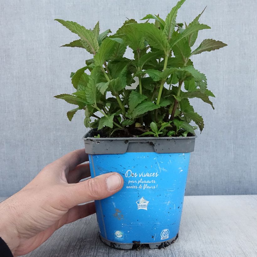 Amostra de Nepeta nervosa Neptune Vaso de 1,5 L/2 L tal como entregue na primavera
