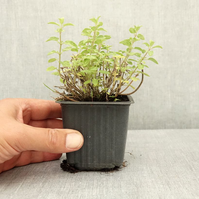 Spécimen de Nepeta Nova Blue - Népéta hybride Godet de 8/9 cm tel que livré en été
