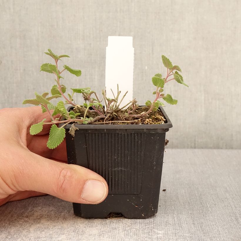 Spécimen de Nepeta Nova Blue - Népéta hybride Godet de 8/9 cm tel que livré au printemps