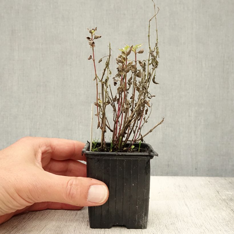 Spécimen de Nepeta parnassica - Chataire grecque Godet de 8/9 cm tel que livré en automne