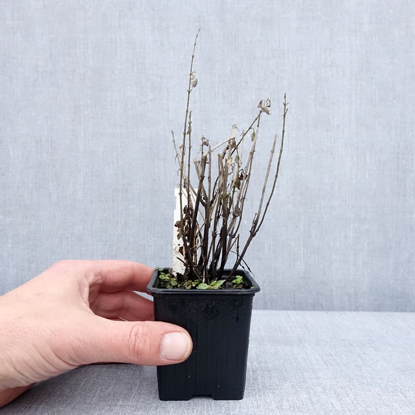 Spécimen de Nepeta parnassica - Chataire grecque Godet de 8/9 cm tel que livré en hiver