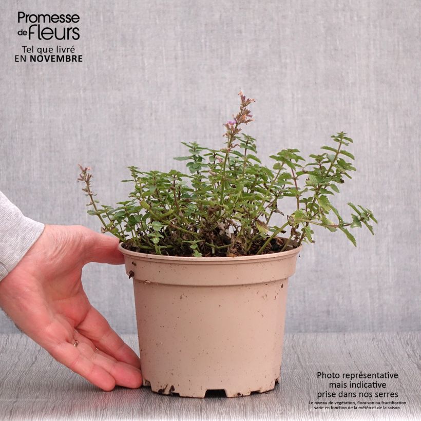 Spécimen de Nepeta Purrsian Blue - Chataire Pot de 2L/3L tel que livré en automne