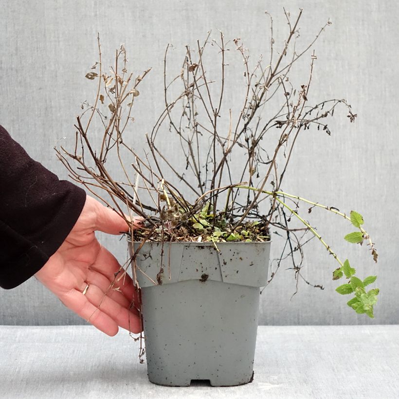 Spécimen de Nepeta Purrsian Blue - Chataire Pot de 2L/3L tel que livré en hiver